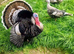 UNSEXED Narragansett Turkey Poults x 7