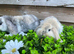 Gorgeous pure Mini lops and mini lion lops