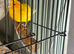 Canaries and Gouldians
