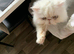 Lovely natured Persian cat
