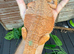 Bearded dragons from 150