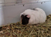 Guinea pig sisters, 3 months old