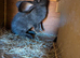 Flemish giants