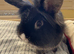 Lionhead rabbit