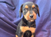 Beautiful Jack Russell Puppies &pound;500 black and tan