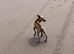 Whippet x Italian greyhound girl