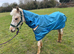 Leopard Appaloosa x palomino 2 year old colt