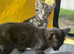 4 beautiful female kittens for sale