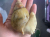 Jade albino African giant land snails