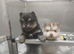 Pomsky Puppy's are ready to leave now