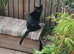 Beautiful litter of 5 kittens looking for loving homes