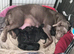 Black labrador puppies