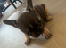 Micro frenchie