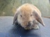 Holland lops ready to go now, 8 week old