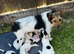 Jack Russell puppy