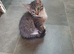3 kittens ready now