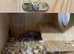 Breeding Pair of Bengalese