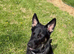 Gorgeous 10 month old GSD