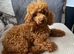 Toy poodle