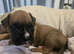 Boxer pups last 2 female left
