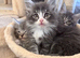 Maine Coons kitten