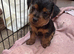 patter dale cross yorkshire terrier