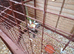 Budgie pairs for sale
