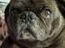 Pug for Rehome