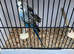 Stunning mutation budgies