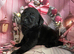 Labrador retriever puppies deposit secures
