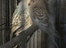 Young budgies