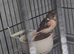 7 hen cannarrys and a cock goldfinch