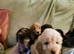 Cockapoo puppys