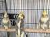 Beautiful young and adult budgies.