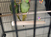 PAIR OF INDIAN RINGNECKS