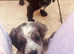 Sprocker puppies