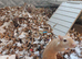 Two Female Gerbils