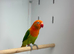 Love birds