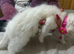 Gorgeous lRagdoll x ragdoll bsh pure white girl READY NOW