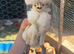 Polish chickens