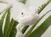 BEARDED DRAGON