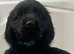 Cocker spaniel puppies Manchester