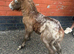 Beautiful spotted colt