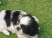 Shih Tzu puppies for sale