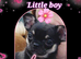 Pedigree chihuahua puppies