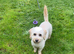 Holly Cavachon
