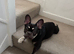 Nyla needs a new home