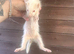 Tiny albino Jill kit