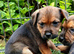 Border x jack russell pups