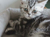 Bsh. Silver Classic Tabby. Ready on the end of June to new homes.